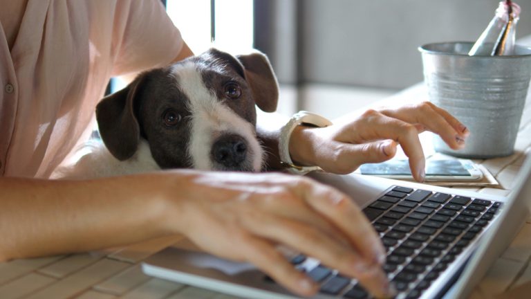 Homem trabalhando no computador em casa, junto da companhia de seu cachorro.